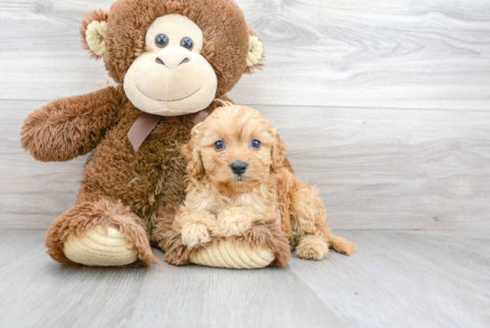 Smart Cavapoo Poodle Mix Pup