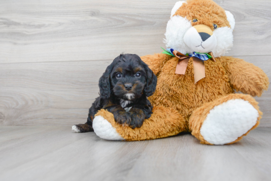 Cavapoo Puppy for Adoption