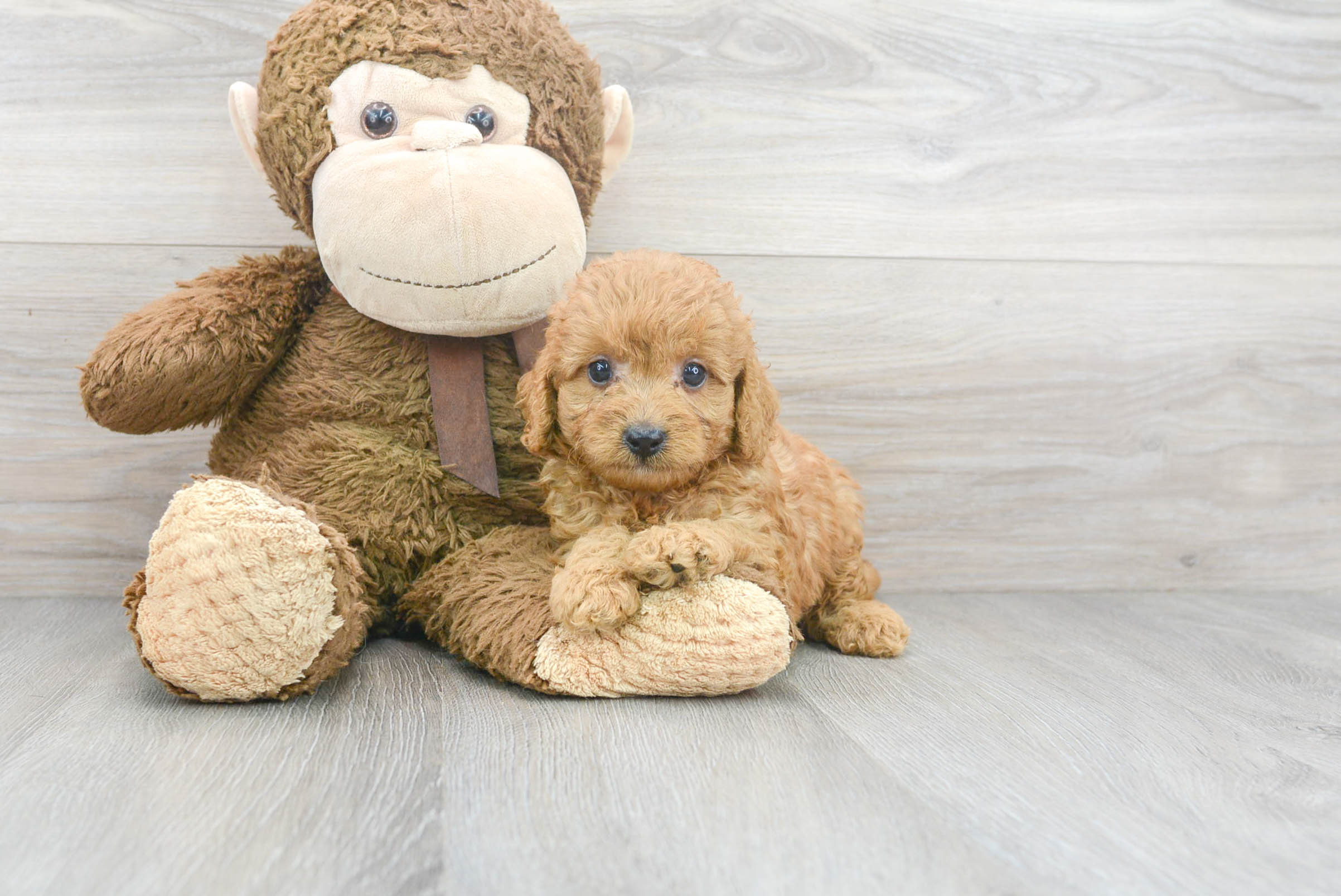 teddy bear cavapoo puppies for sale