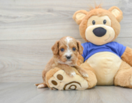 8 week old Cavapoo Puppy For Sale - Premier Pups