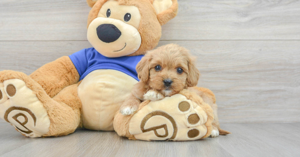 Adorable Cavapoo Buttercup: 4lb 14oz Doodle Puppy