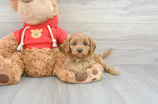 Best Cavapoo Baby