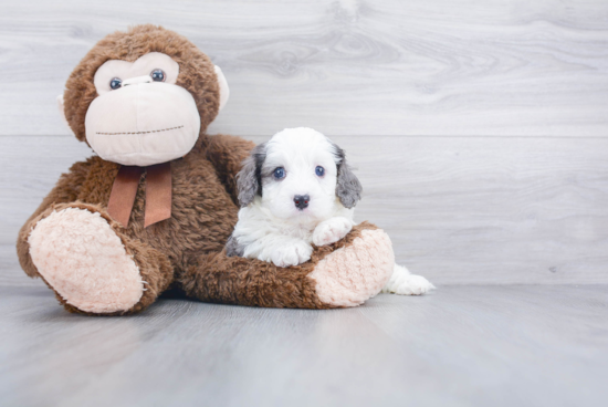 Best Cavapoo Baby