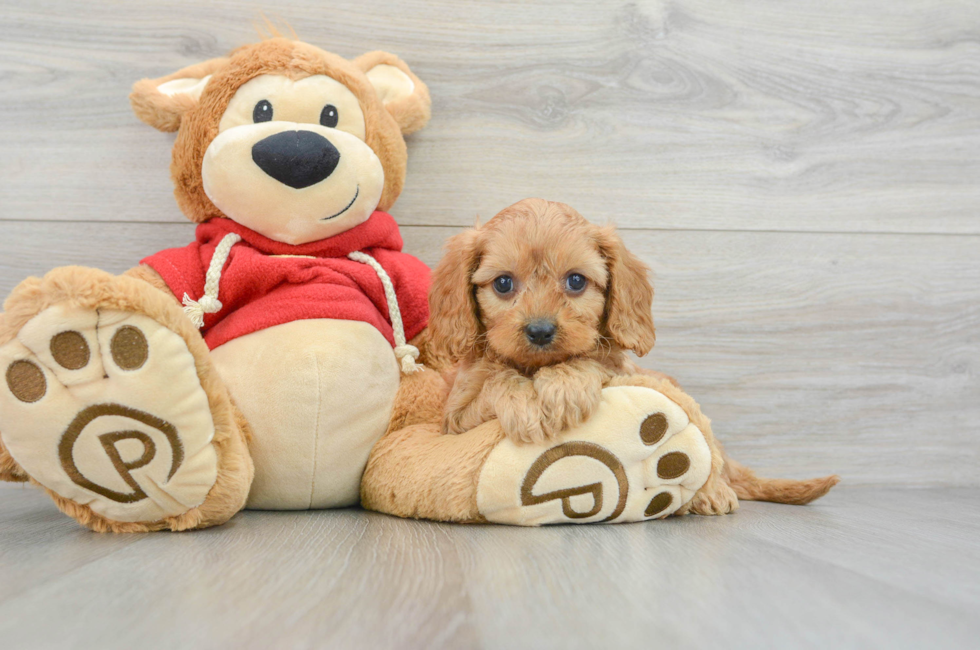 8 week old Cavapoo Puppy For Sale - Premier Pups