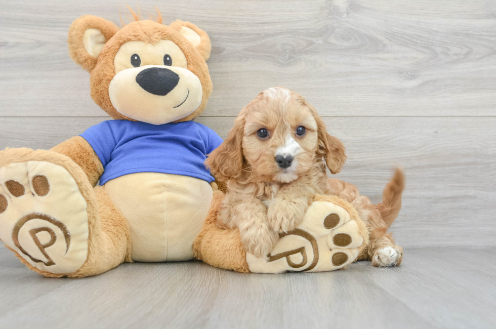 7 week old Cavapoo Puppy For Sale - Premier Pups
