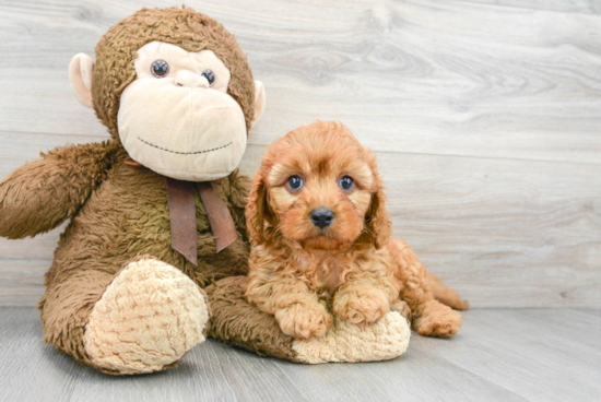 Cavapoo Puppy for Adoption