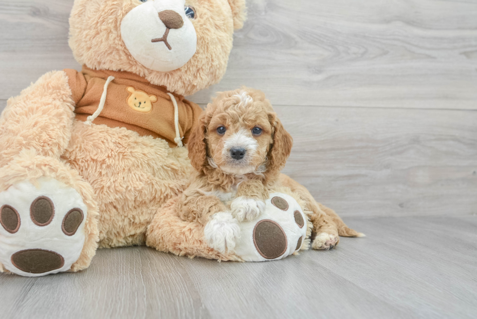 Cavapoo Camden 3lb 15oz Doodle Puppy