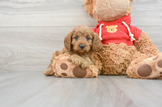 Best Cavapoo Baby