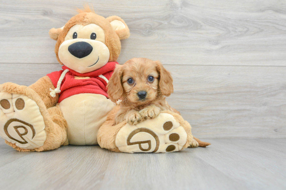 8 week old Cavapoo Puppy For Sale - Premier Pups