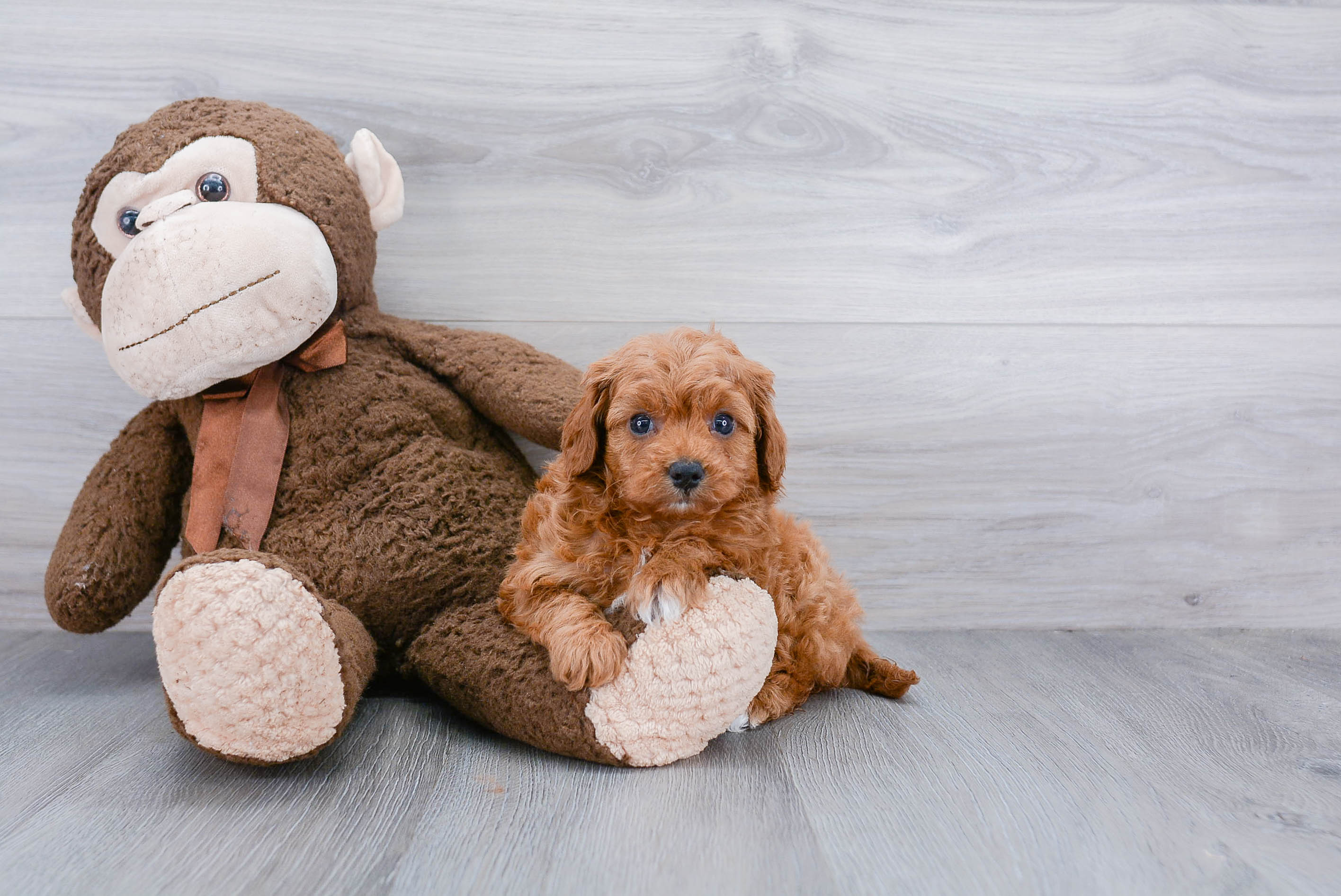 cavapoo stuffed animal