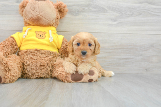 Small Cavapoo Baby