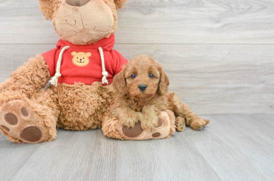 Cavapoo Pup Being Cute