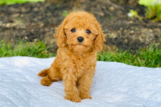 Cavapoo Puppies for Sale