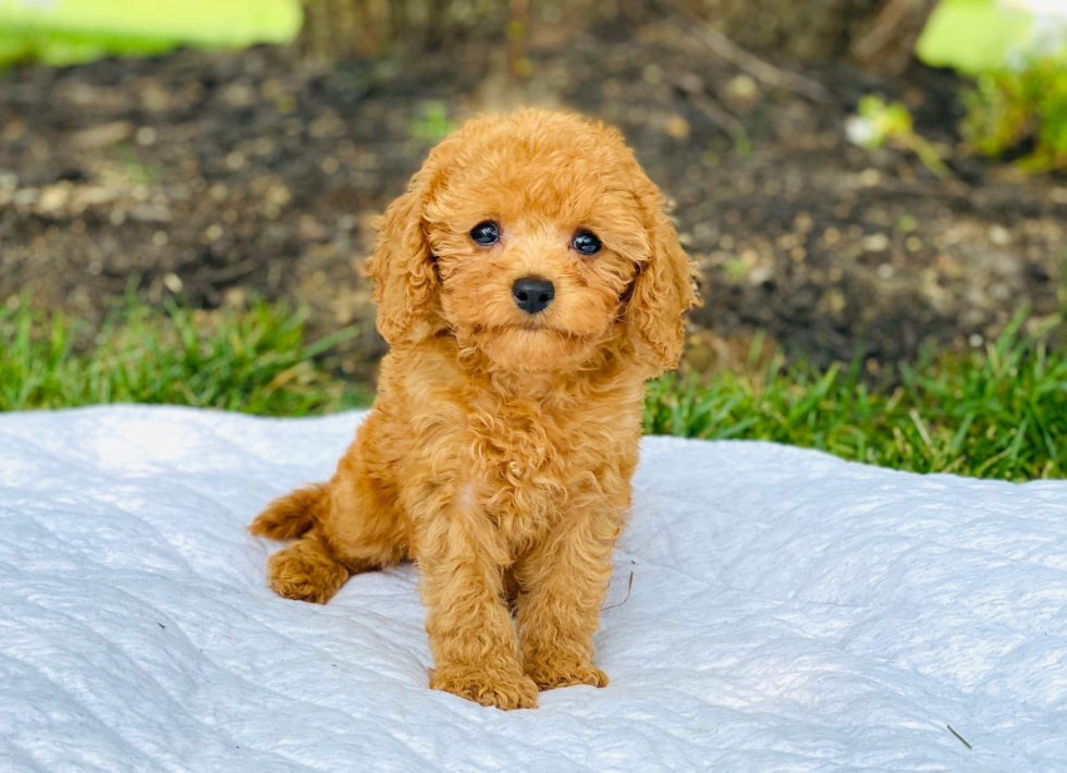 Cavapoo sales newborn puppies