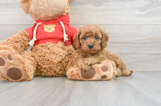 Playful Cavoodle Poodle Mix Puppy