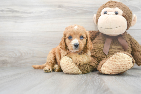 Popular Cavapoo Poodle Mix Pup