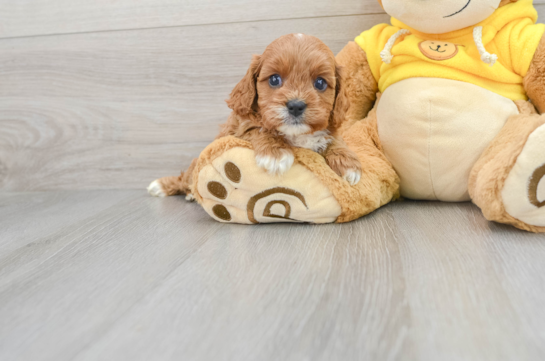 Best Cavapoo Baby