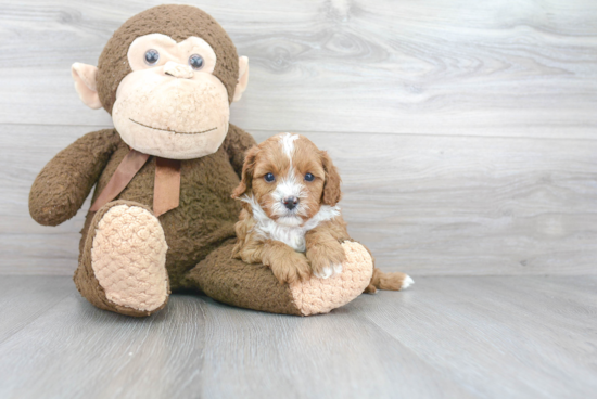 Cavapoo Puppy for Adoption