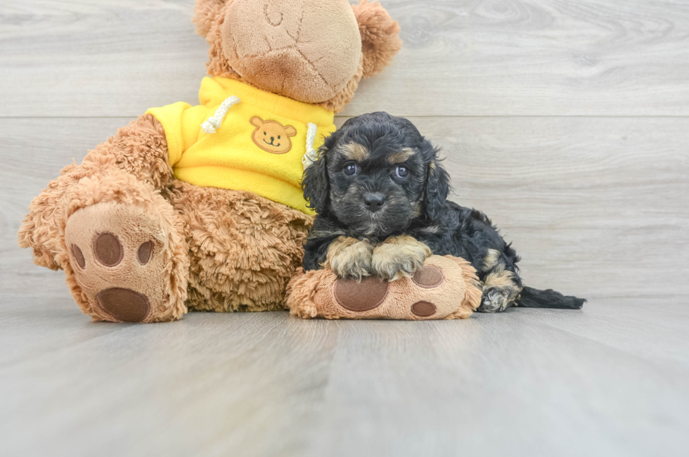 5 week old Cavapoo Puppy For Sale - Premier Pups
