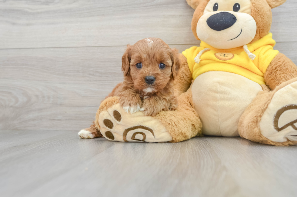 5 week old Cavapoo Puppy For Sale - Premier Pups
