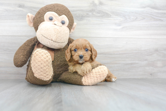 Cavapoo Puppy for Adoption