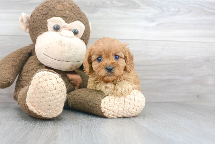 Meet Dilly - our Cavapoo Puppy Photo 1/3 - Premier Pups