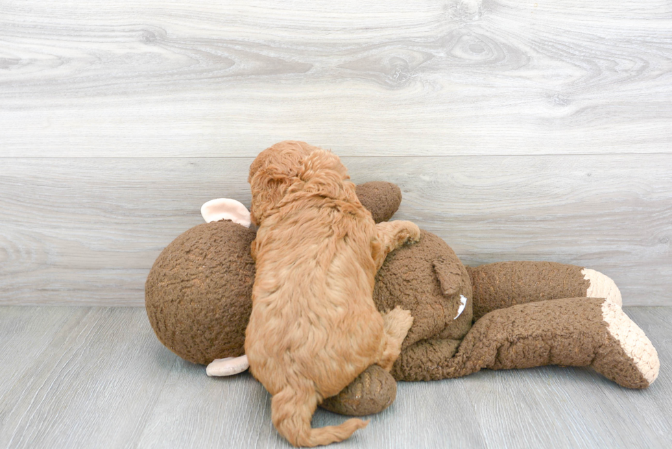 Meet Dilly - our Cavapoo Puppy Photo 3/3 - Premier Pups