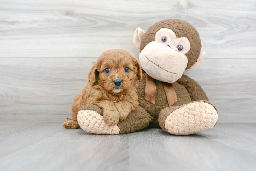 Meet Dilly - our Cavapoo Puppy Photo 2/3 - Premier Pups