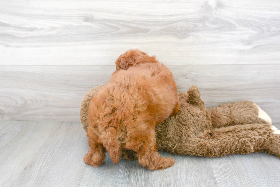 Meet Dilly - our Cavapoo Puppy Photo 3/3 - Premier Pups