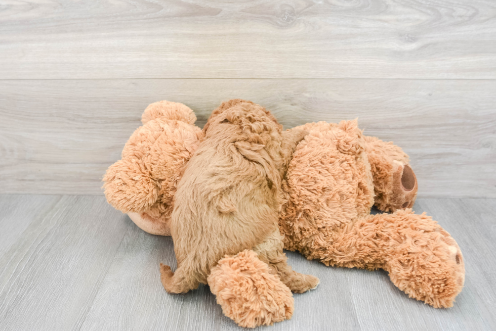 Petite Cavapoo Poodle Mix Pup