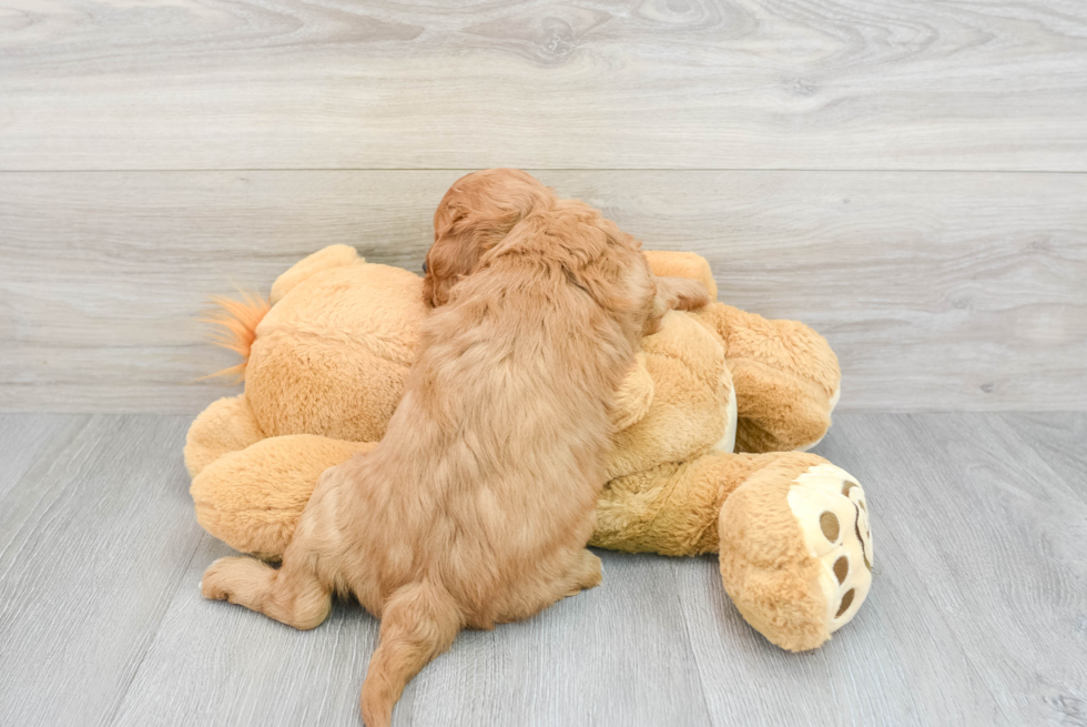 Playful Cavoodle Poodle Mix Puppy