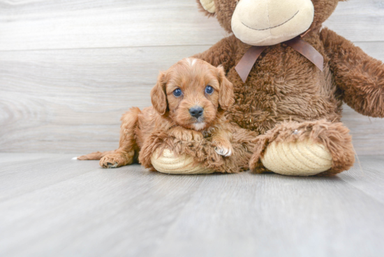 Petite Cavapoo Poodle Mix Pup