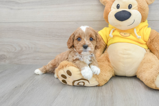 Fluffy Cavapoo Poodle Mix Pup