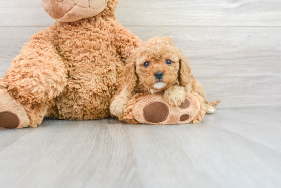 Cavapoo Puppy for Adoption