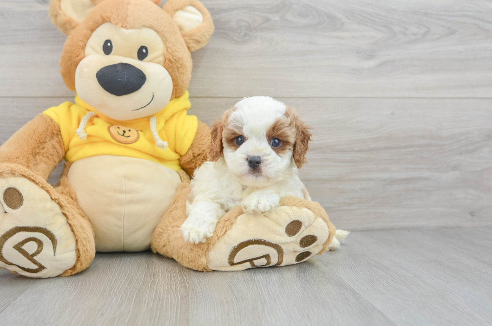 5 week old Cavapoo Puppy For Sale - Premier Pups