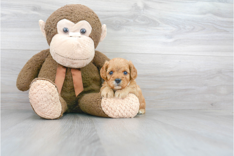 Cavapoo Puppy