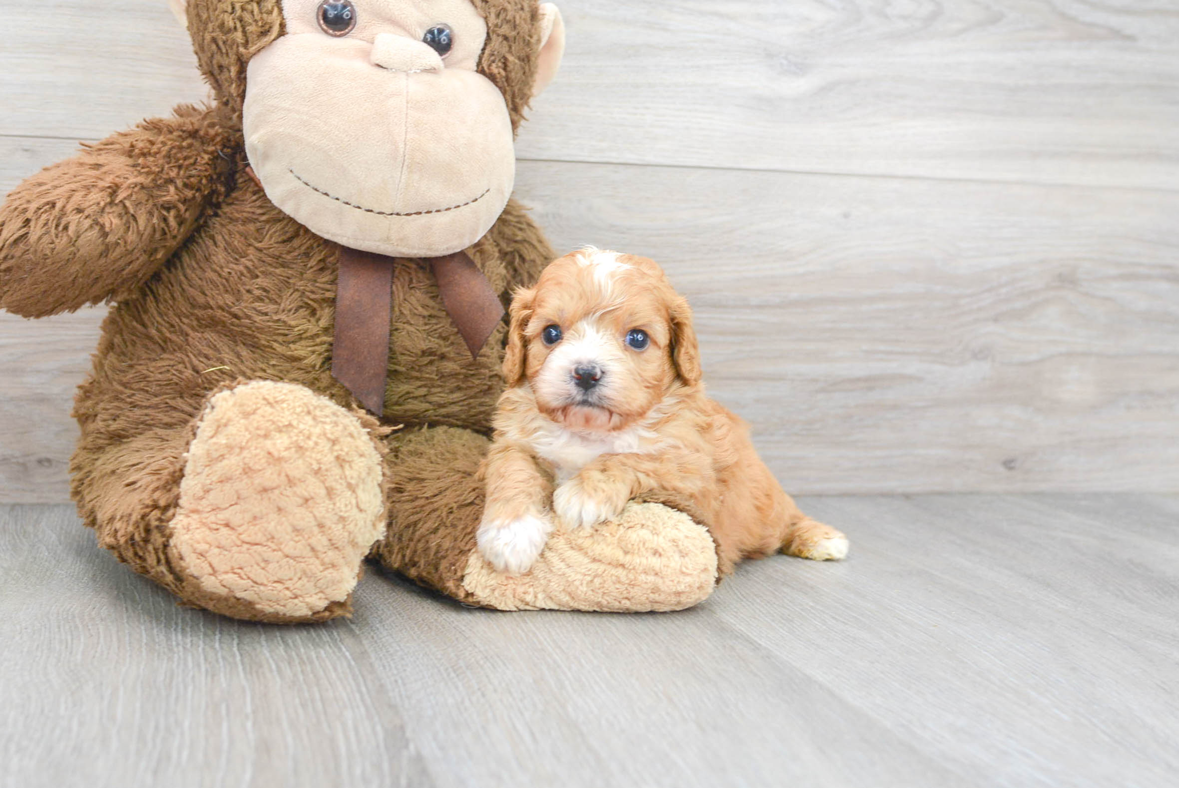 Premier pups sale cavapoo