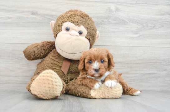 Best Cavapoo Baby