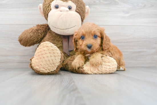 Smart Cavapoo Poodle Mix Pup