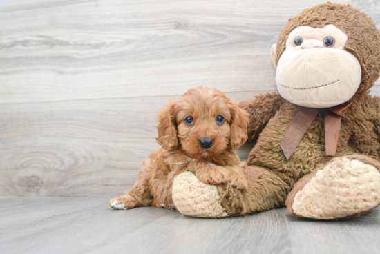 Small Cavapoo Baby