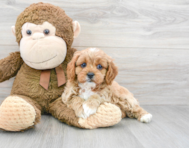 7 week old Cavapoo Puppy For Sale - Premier Pups