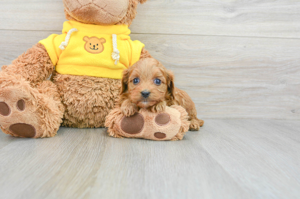 7 week old Cavapoo Puppy For Sale - Premier Pups