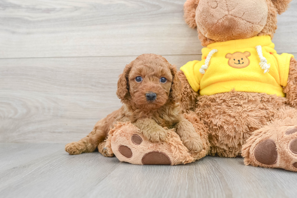 Fluffy Cavapoo Poodle Mix Pup