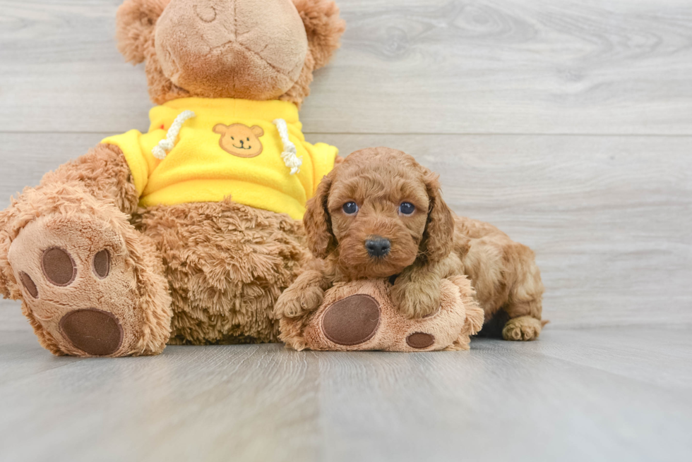 Adorable Cavoodle Poodle Mix Puppy
