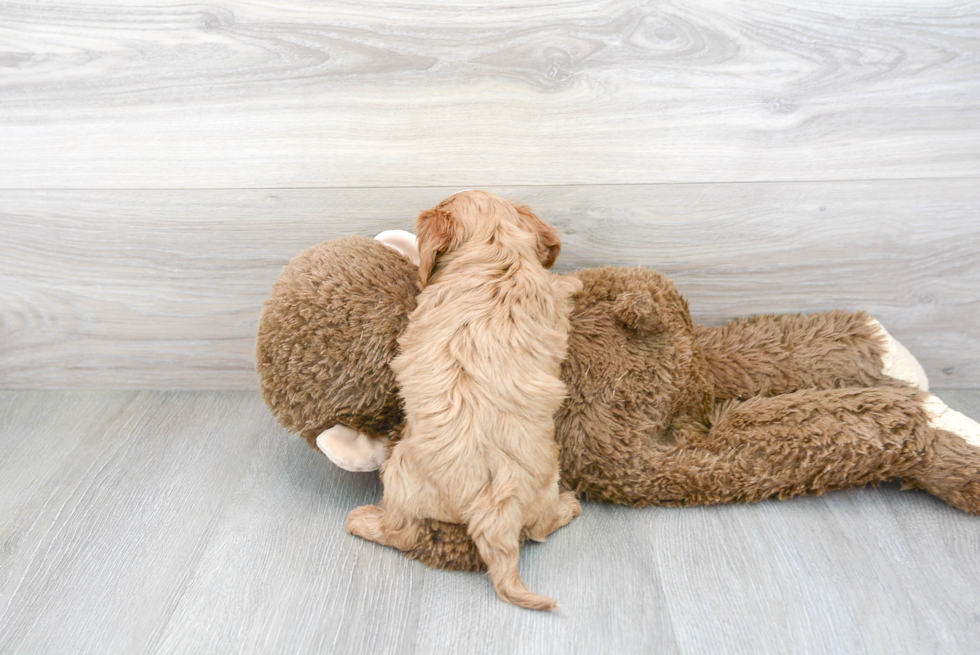 Adorable Cavoodle Poodle Mix Puppy