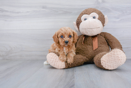 Friendly Cavapoo Baby