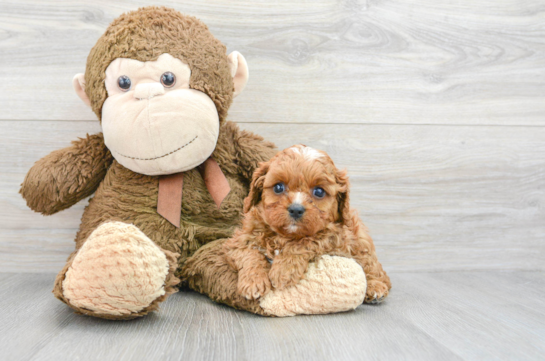 Playful Cavoodle Poodle Mix Puppy