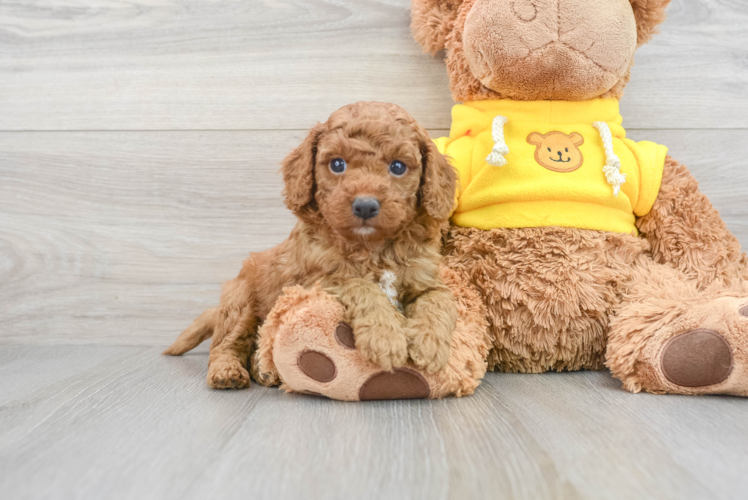 Cavapoo Pup Being Cute