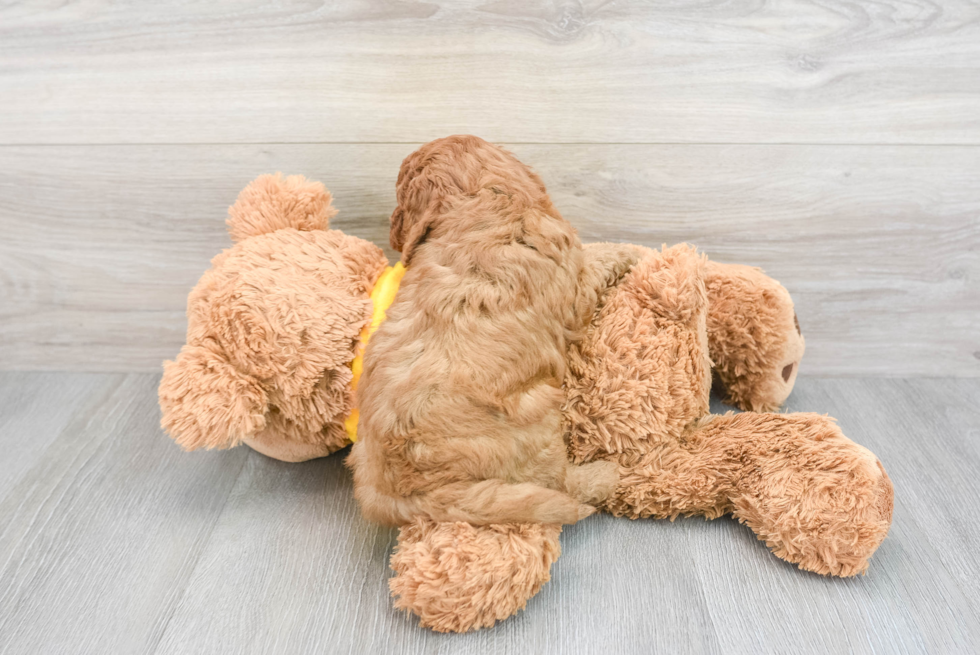 Cavapoo Puppy for Adoption
