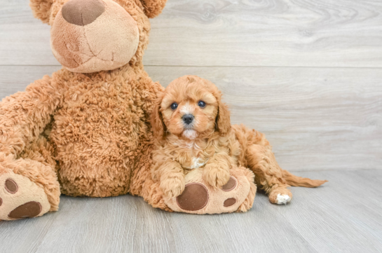 Best Cavapoo Baby